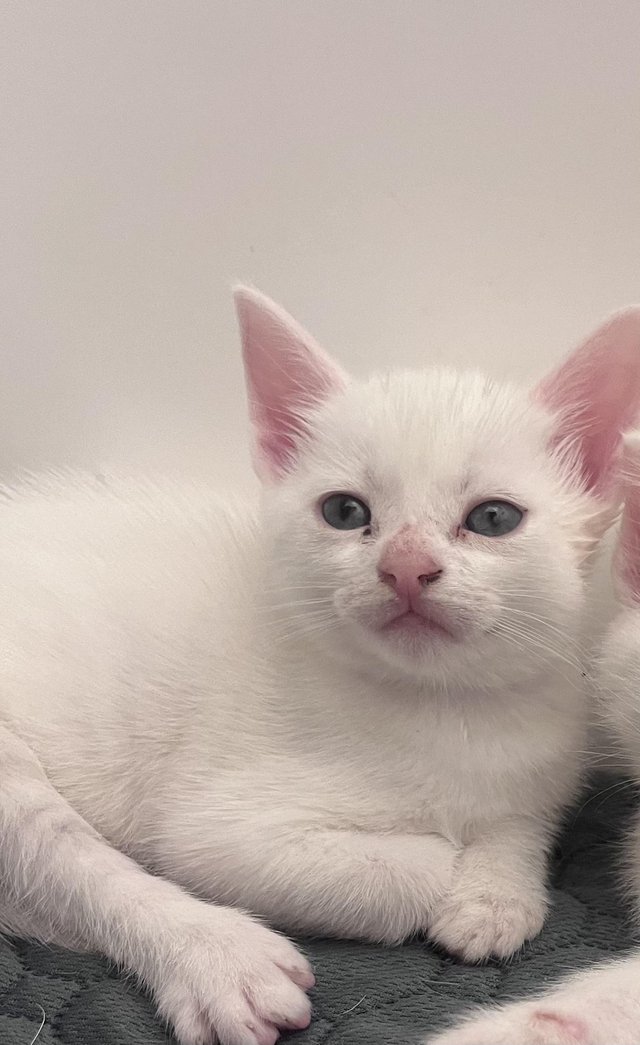 Preview of the first image of Turkish Angora kittens waiting for their new homes.