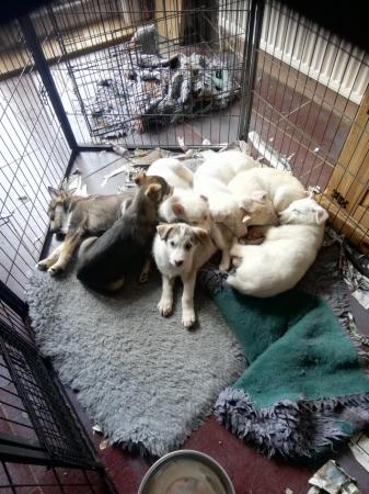 Image 5 of Husky pups, 5 boys left,