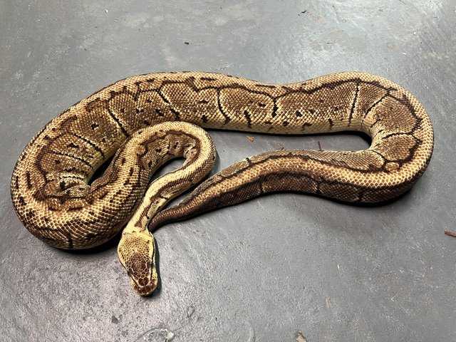 Preview of the first image of Female Lemonblast Ball Python.