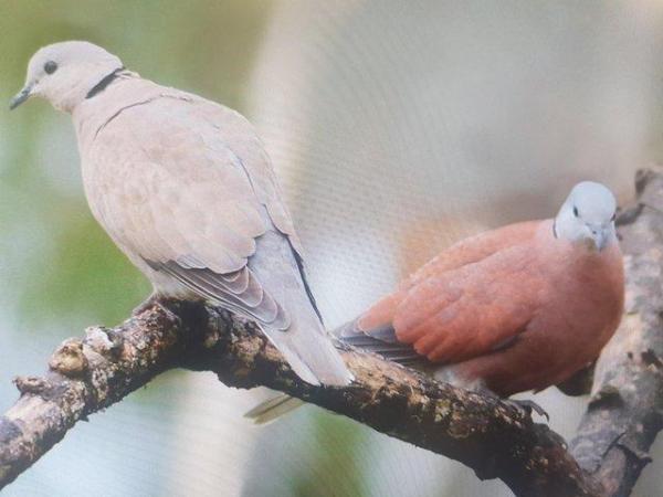Image 2 of Blue ground dove and lemon dove for sale
