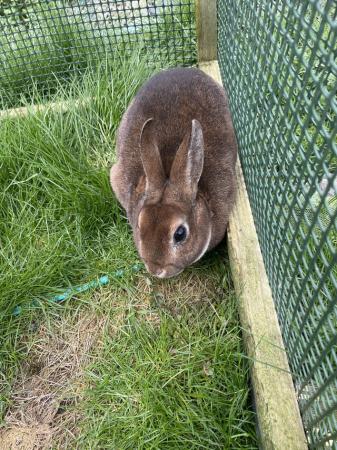 Image 1 of Rabbit for sale………………..!