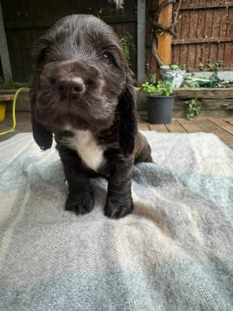 Image 3 of beautiful cocker spaniel puppies for sale