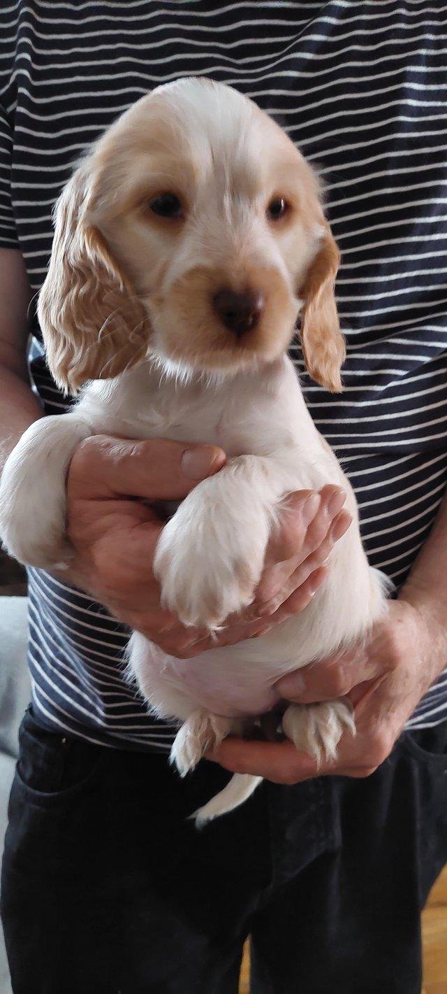 Preview of the first image of Kc reg show type cocker spaniel.