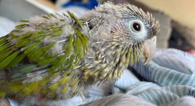 Image 8 of Baby conures for sale -incredibly tame, healthy and young