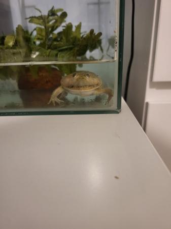 Image 5 of Free budgetts frog with tank and heater