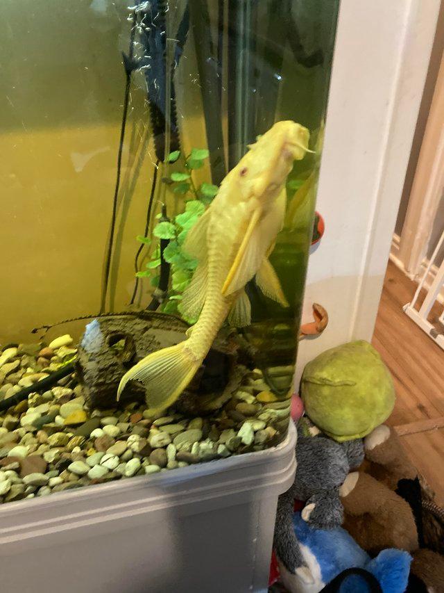 Large fish tank and fish for sale For Sale in Macclesfield