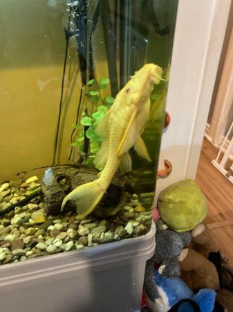 Image 1 of Large fish tank and fish for sale