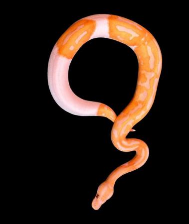 Image 2 of Albino Lavender Pied ‘Dreamsicle’ Royal pythons