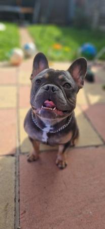Image 3 of 1yr old blue & tan male frenchie
