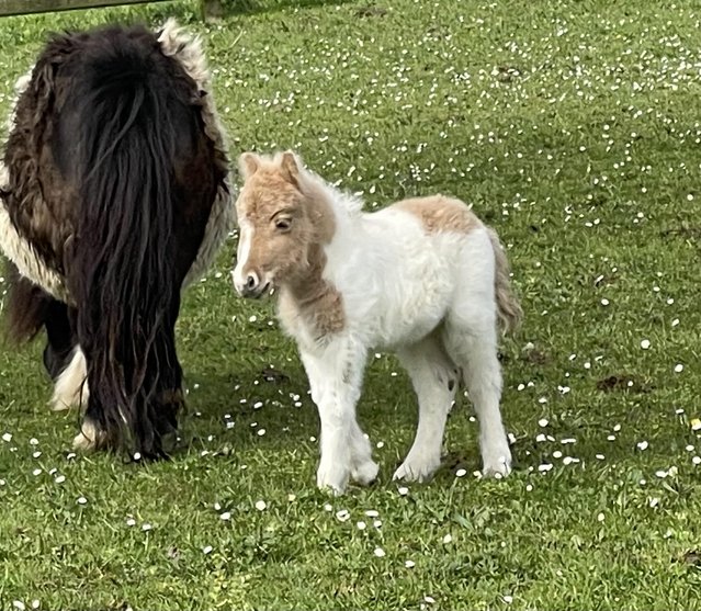 Preview of the first image of Gorgeous Miniature Shetland Filly foal.