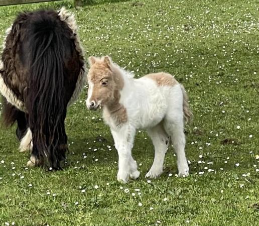 Image 1 of Gorgeous Miniature Shetland Filly foal