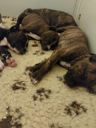 Image 10 of Beautiful Staffordshire bull terriers puppys