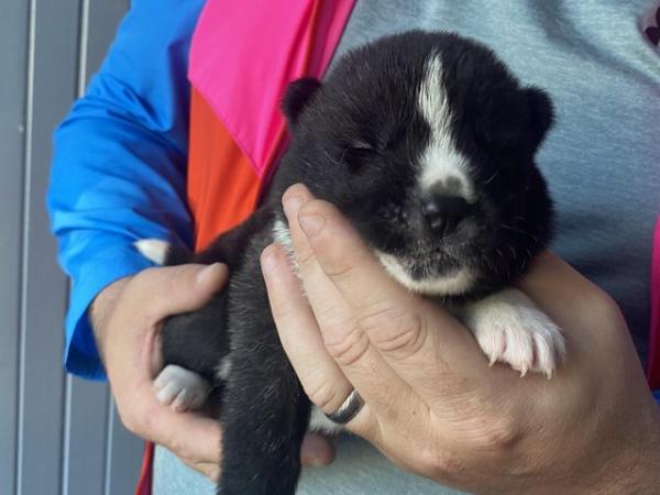 Image 3 of akita puppies 10 in litter