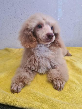 Image 6 of Outstanding litter of toy poodle puppies