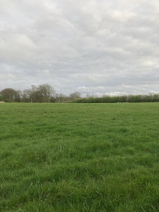Preview of the first image of Wanted - grazing land any size PR7 area Chorley / Standish.