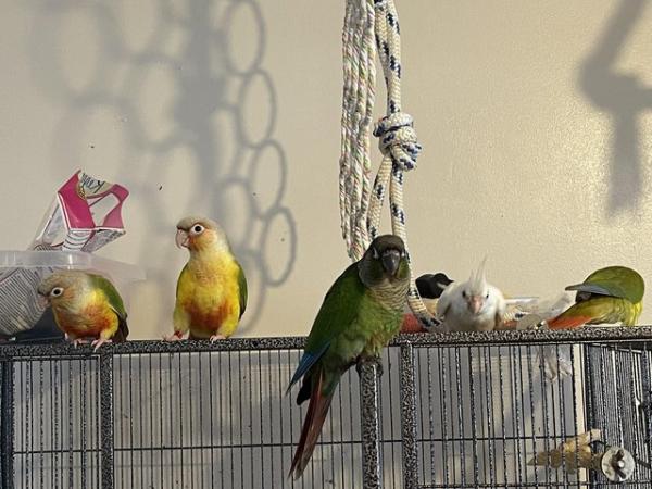 Image 6 of Babies conures and 1 baby cockatiel for sale