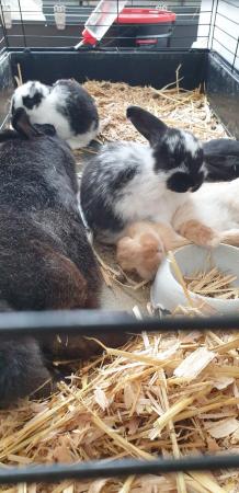 Image 8 of French Lops and Herlequin rabbits
