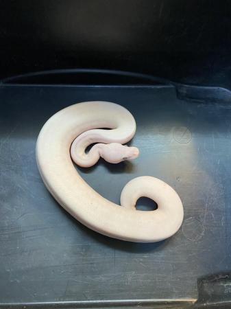 Image 4 of Cinnamon ivory pied royal python £225