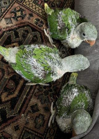 Image 5 of Alexandrine Hand-reared, Ready for New home