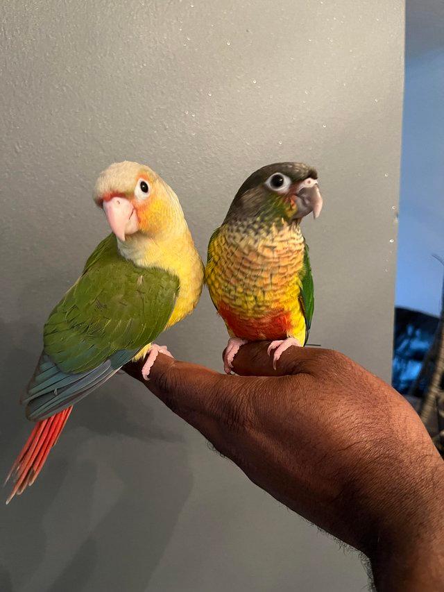 Preview of the first image of Hand reared Green cheek conure.
