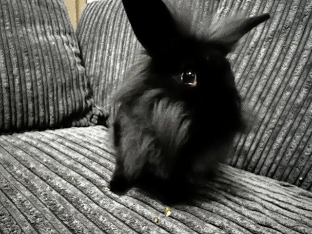 Preview of the first image of 6 month old male lion head rabbit grey and black.