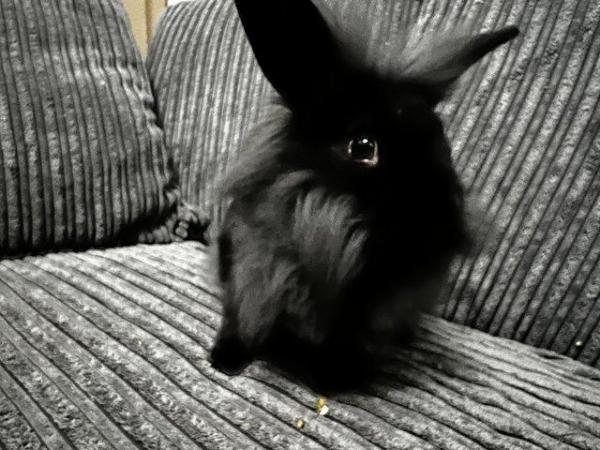 Image 1 of 6 month old male lion head rabbit grey and black