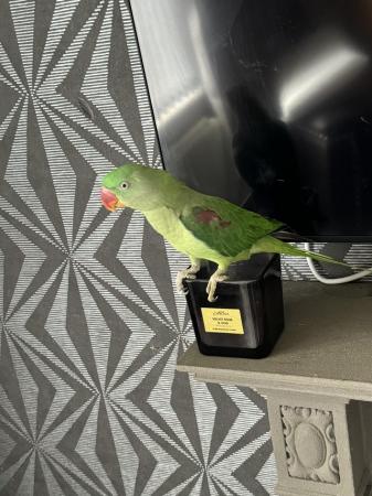 Image 3 of Alexandrine parrot for sale - one year old.