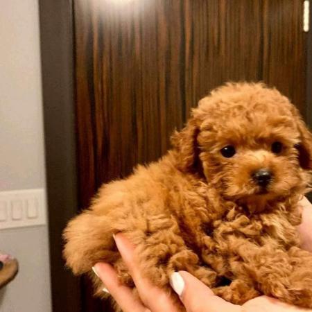 Image 1 of Wanted small fluffy puppy