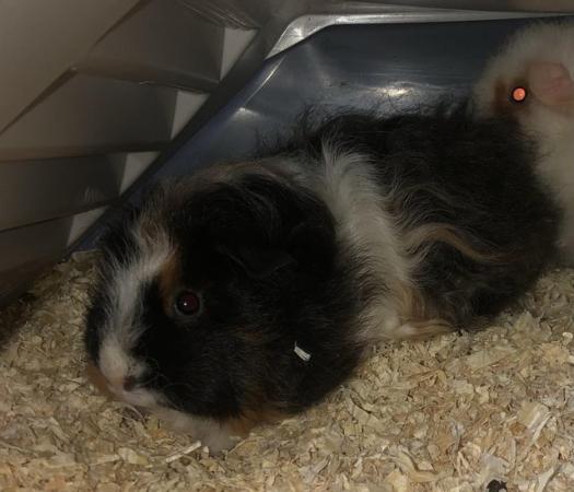 Image 6 of Female guinea pig for sale