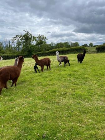 Image 2 of Alpaca herd reduction looking for greener grass
