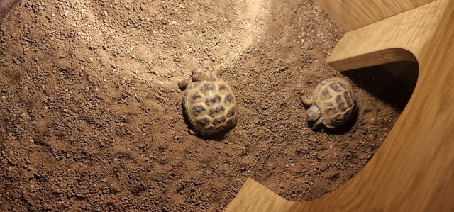 Image 1 of 2 tortoises for sale with complete set up!