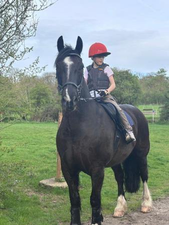 Image 2 of Wanted sharer for 15.3hh black cob