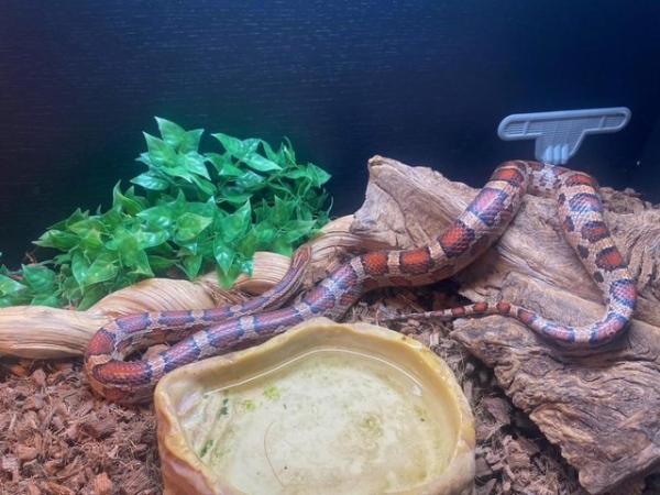 Image 2 of Almost 4 year old corn snake with vivarium
