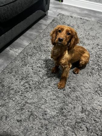 Image 5 of 9 Months old Working type Cocker Spaniel