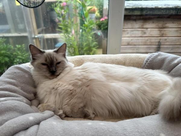 Image 7 of Full pedigree Ragdoll female