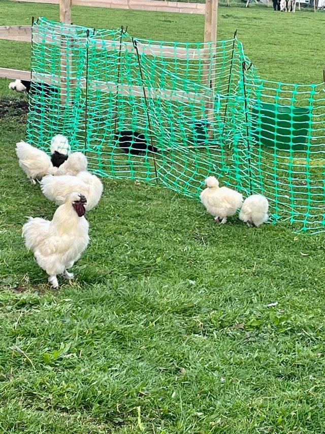Preview of the first image of Young Silkie & Dark Brahma cocks for sale...