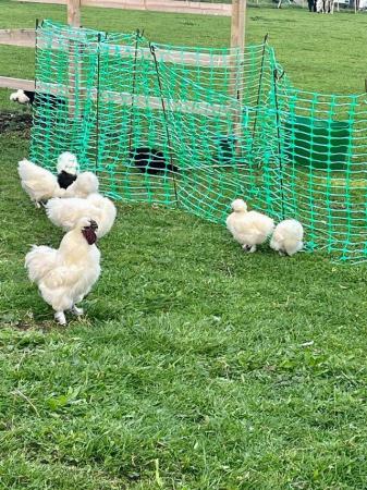 Image 1 of Young Silkie & Dark Brahma cocks for sale..