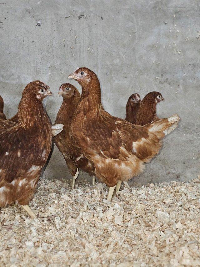 Preview of the first image of POL pullets Warren's and other hybrid coloured breeds.