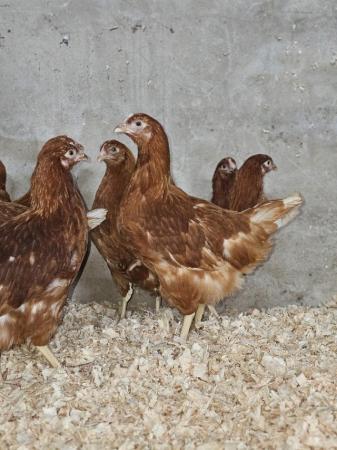 Image 1 of POL pullets Warren's and other hybrid coloured breeds