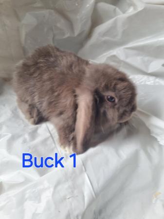 Image 1 of Mini lop babies looking for new homes