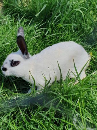 Image 9 of Mini rex rabbits available for loving homes