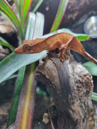 Image 3 of Young Crested Gecko for sale