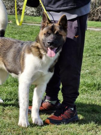 Image 5 of 8 mth old Akita girl looking for their own home