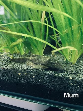 Image 4 of Young bristlenose plecos for sale