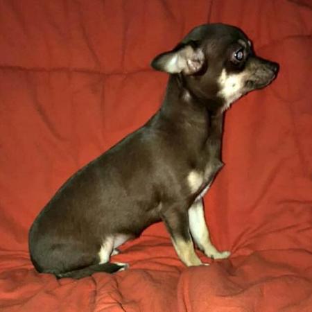 Image 12 of DELILAH - a Delectable, Miniature Chocolate Chihuahua Girl !