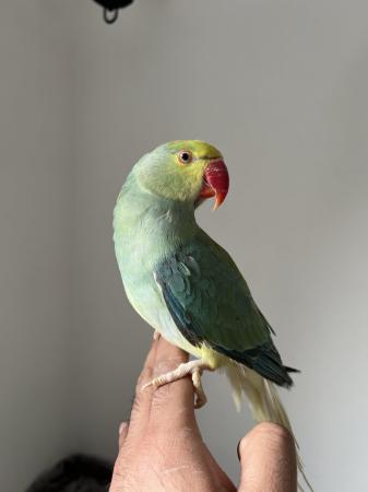 Image 5 of 3 Young Baby Cleartail Indian Ringneck talking parrots