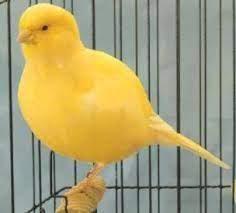 Image 2 of ****Border canary pairs for sale