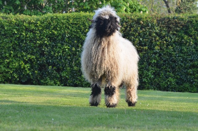 Image 1 of Valais Blacknose ram for sale