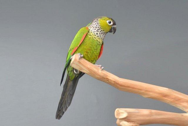 Image 7 of Baby Black capped Conure one of the most colorful,19