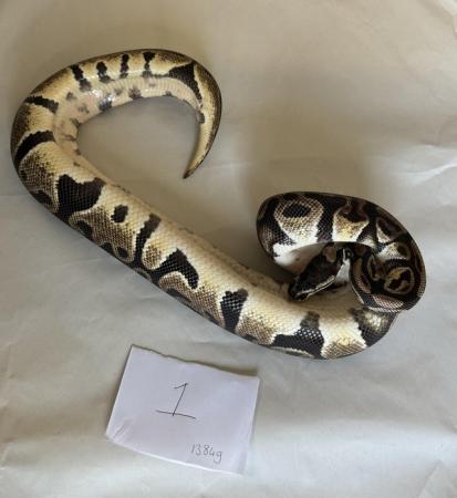 Image 11 of Ball pythons, selling whole collection plus vivs